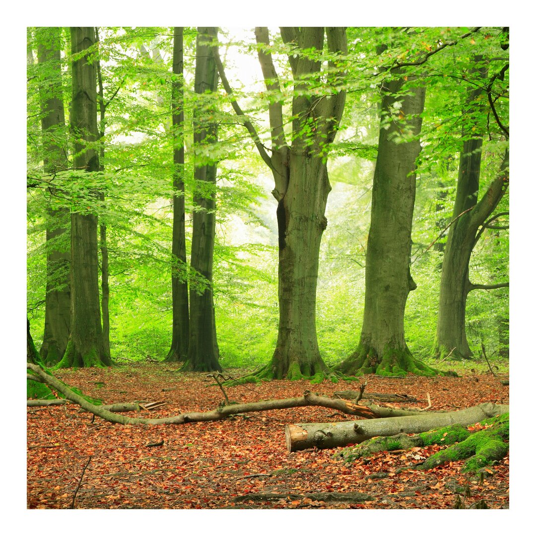 Halbglänzende Tapete Wald Mighty Beech Trees