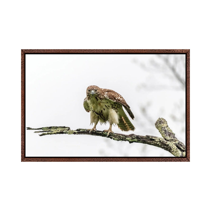 Intense by David Gardiner - Print on Canvas, 66.04 cm H x 45.72 cm W, Brown Framed