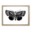 Epione Underwing Moth by S.F. Denton - Picture Frame Painting Print-55539752-55539753
