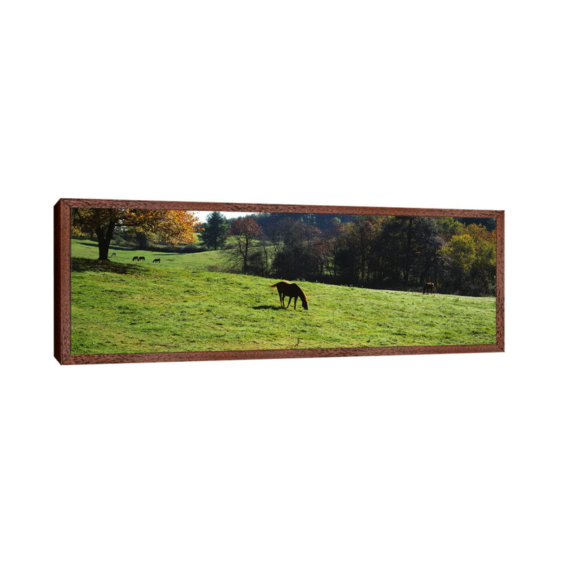 Horses Grazing In A Field, Kent County, Michigan, USA by Panoramic Images - Panoramic Gallery-Wrapped Canvas Giclée on Canvas