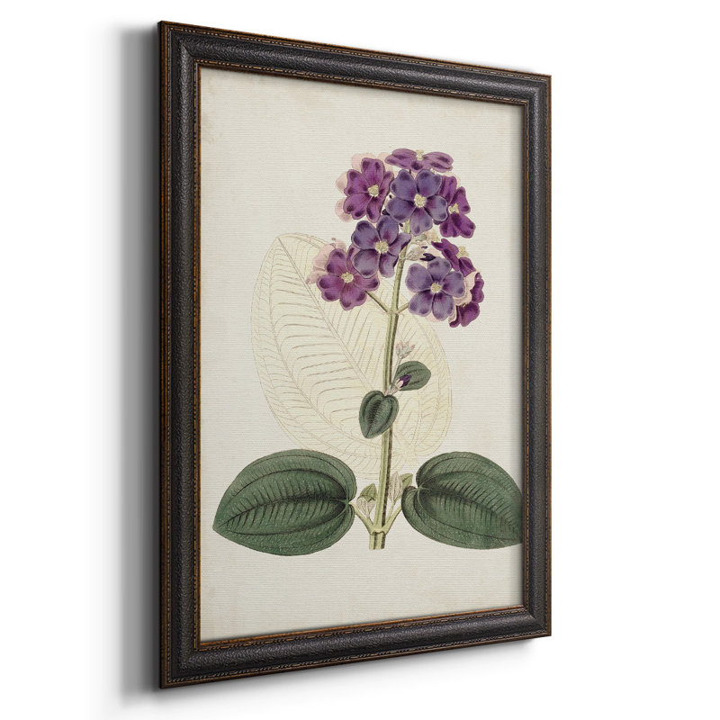 Toile encadrée de qualité supérieure Antique Botanical Collection V - prête à être accrochée, H 20 po x l 16 po x P 1 po