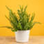 Fern in Décor Planter