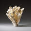 Genuine White Cat's Paw Coral (4 Lbs)