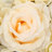12Pcs Wedding Artificial Silk Flower Wall Panel