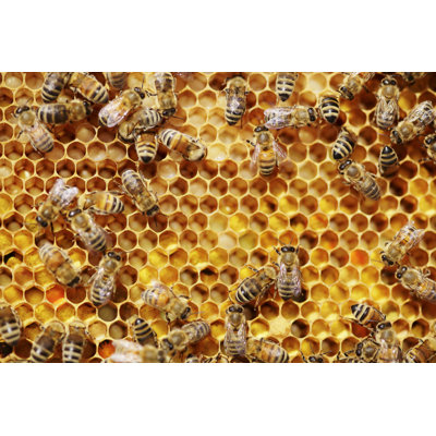 Bees by Temmuzcan - Wrapped Canvas Print