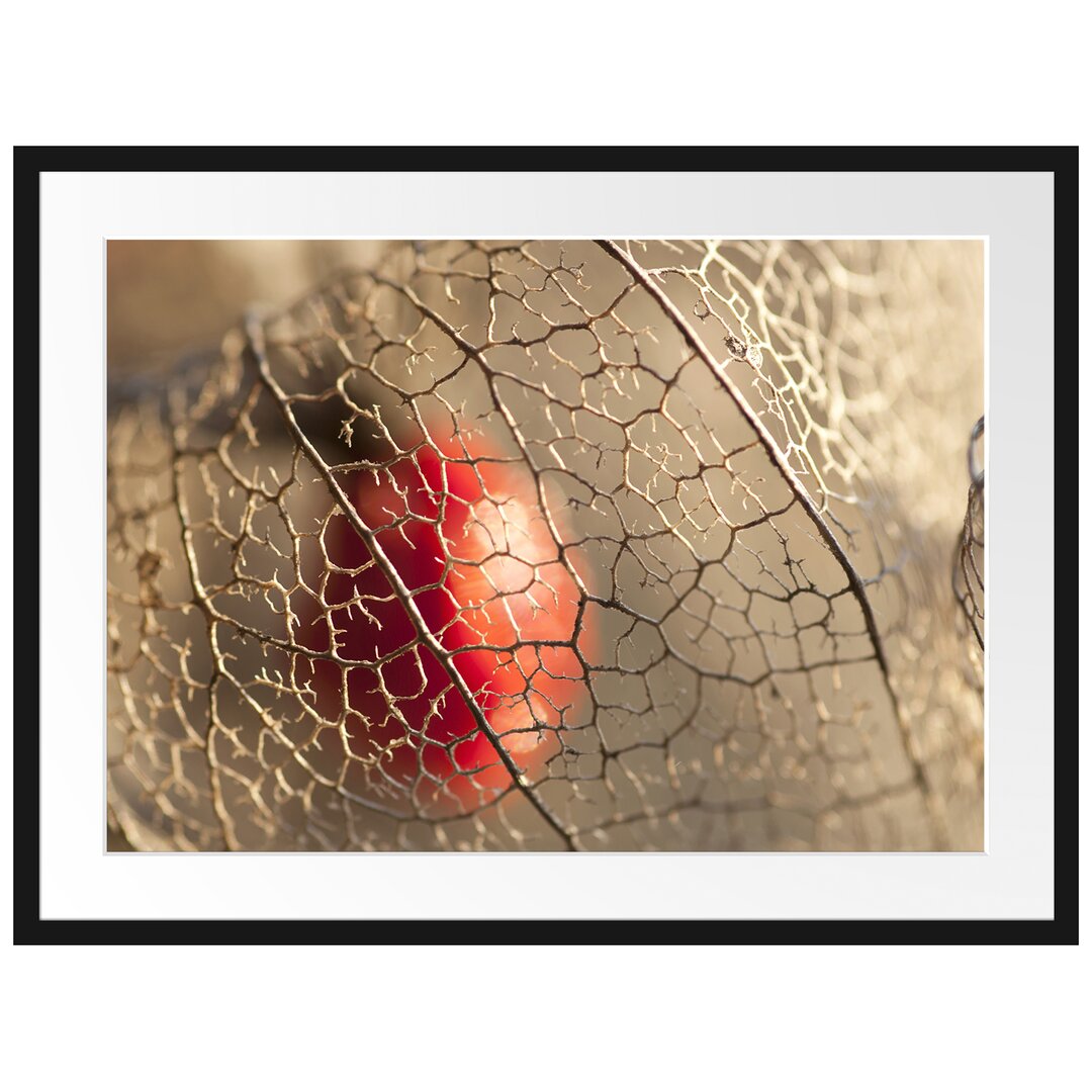 Gerahmtes Poster Red Physalis