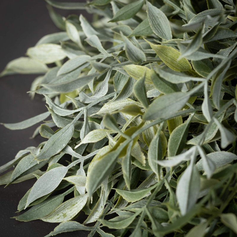 Orbe Ruscus 5,5 po; vert