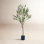 Aarav Olive Tree in Pot