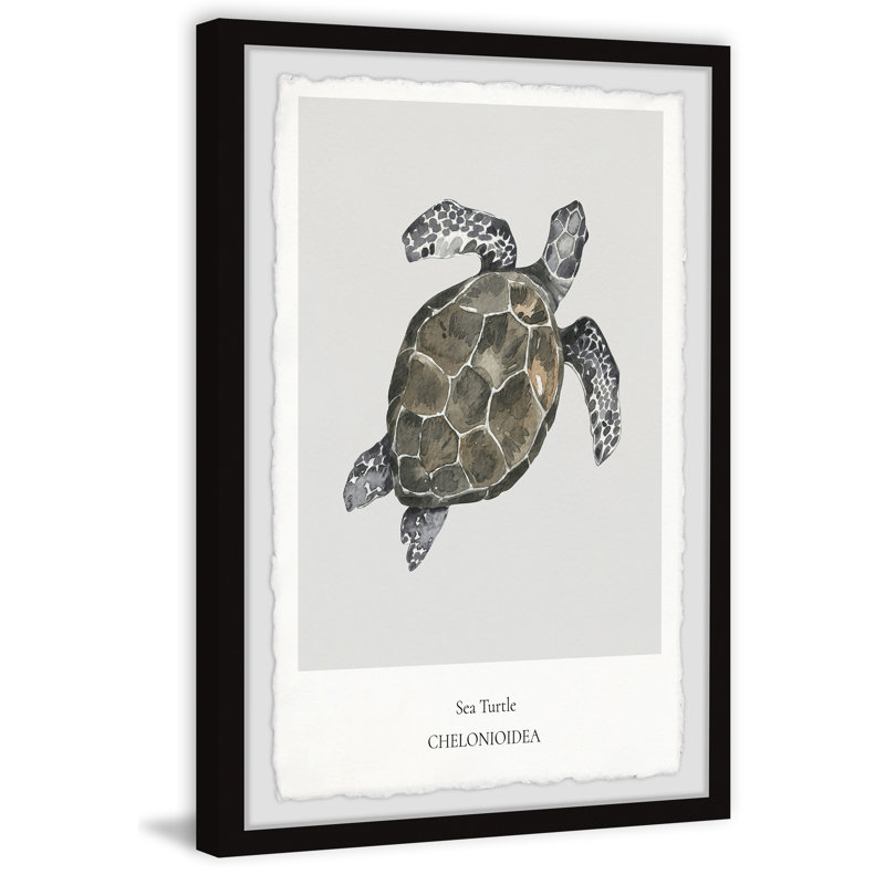 Chelonioidea - Single Picture Frame Print, 61cm H x 41cm W x 3.81cm D