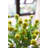 Pompon Arrangement-2003132720