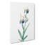 Elder-scented Iris Flowers by Pierre-Joseph Redoute - Wrapped Canvas-55373052