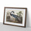 Louisiana Heron by John Audubon - Framed Print