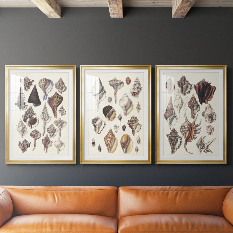 Seashell Array I - Impression personnalisée de qualité supérieure avec cadre mat - 3 pièces, H 21 po x l 30 po, Doré