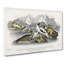 Seal Illustration by Oliver Goldsmith - Wrapped Canvas-55324128