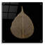 «Feuille brune» par PhotoINC Studio-2143199273
