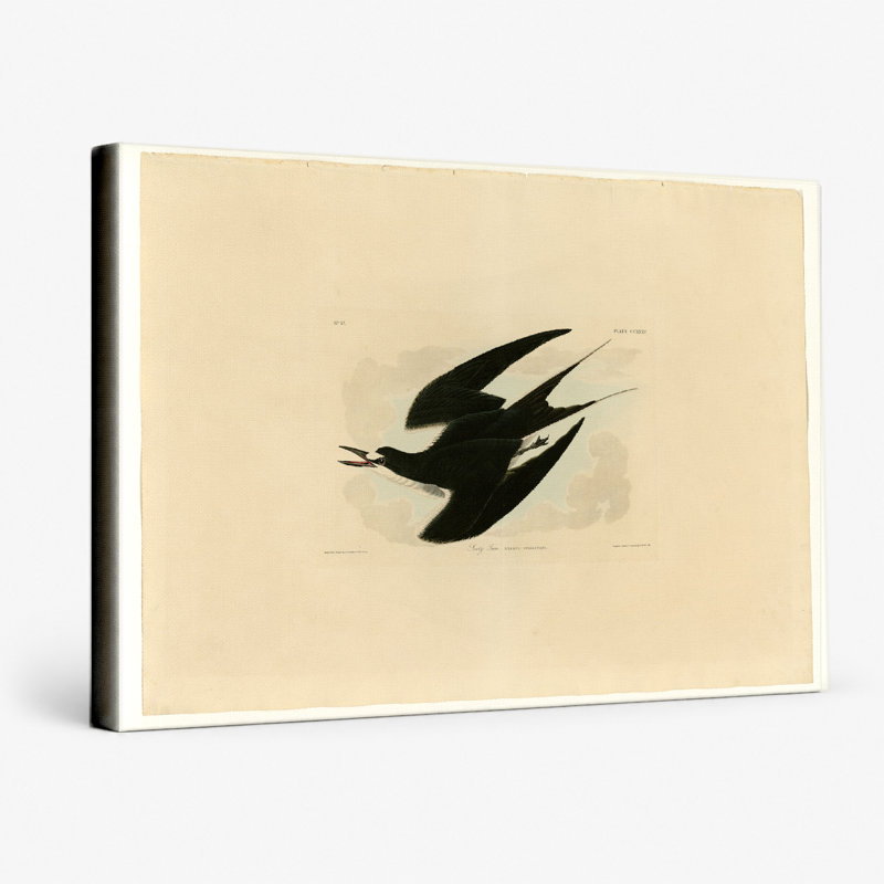 Sooty Tern (Plate CCxxxv) - Art mural sur toile paysage, 14" W x 11" H