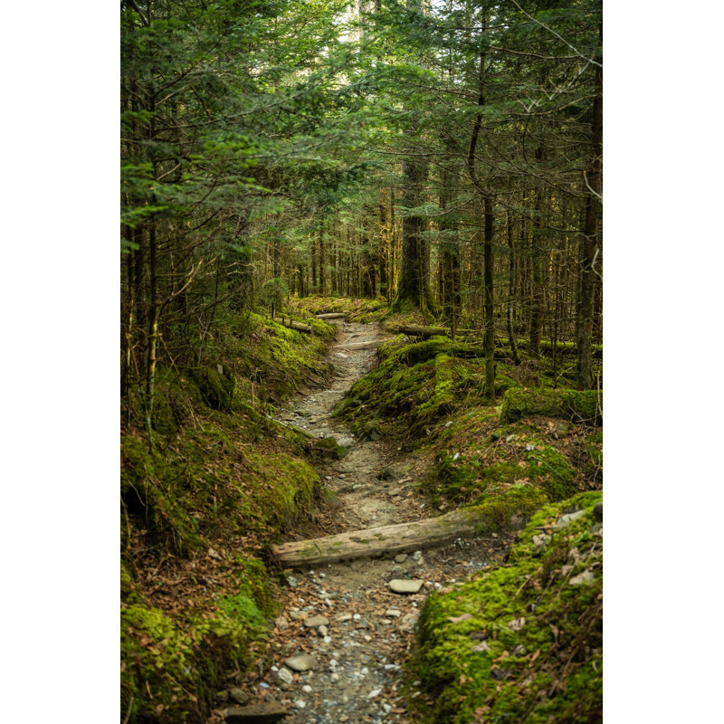 Trail Cuts Through Mossy Forest Floor - Wrapped Canvas Print, 46cm H x 30cm W