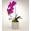 Orchid Plant in Pot Set-1952217758