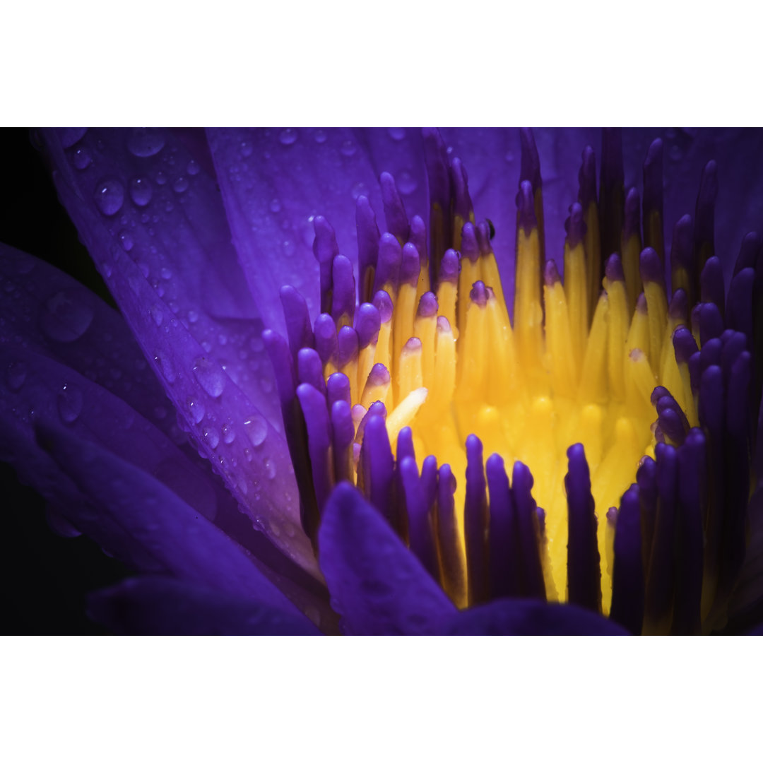 Leinwandbild Water Lily Use Night Color von XH4D