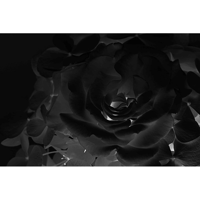«Black Velvet Rose», reproduction sur toile tendue, H 20 po x l 30 po x P 1,5 po