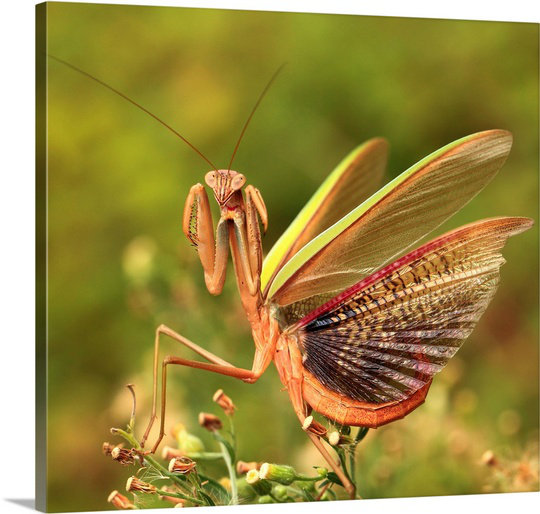«The Mantis Spread Its Tail» de Straub, H 24 po x l 24 po x P 1,25 po, Toile