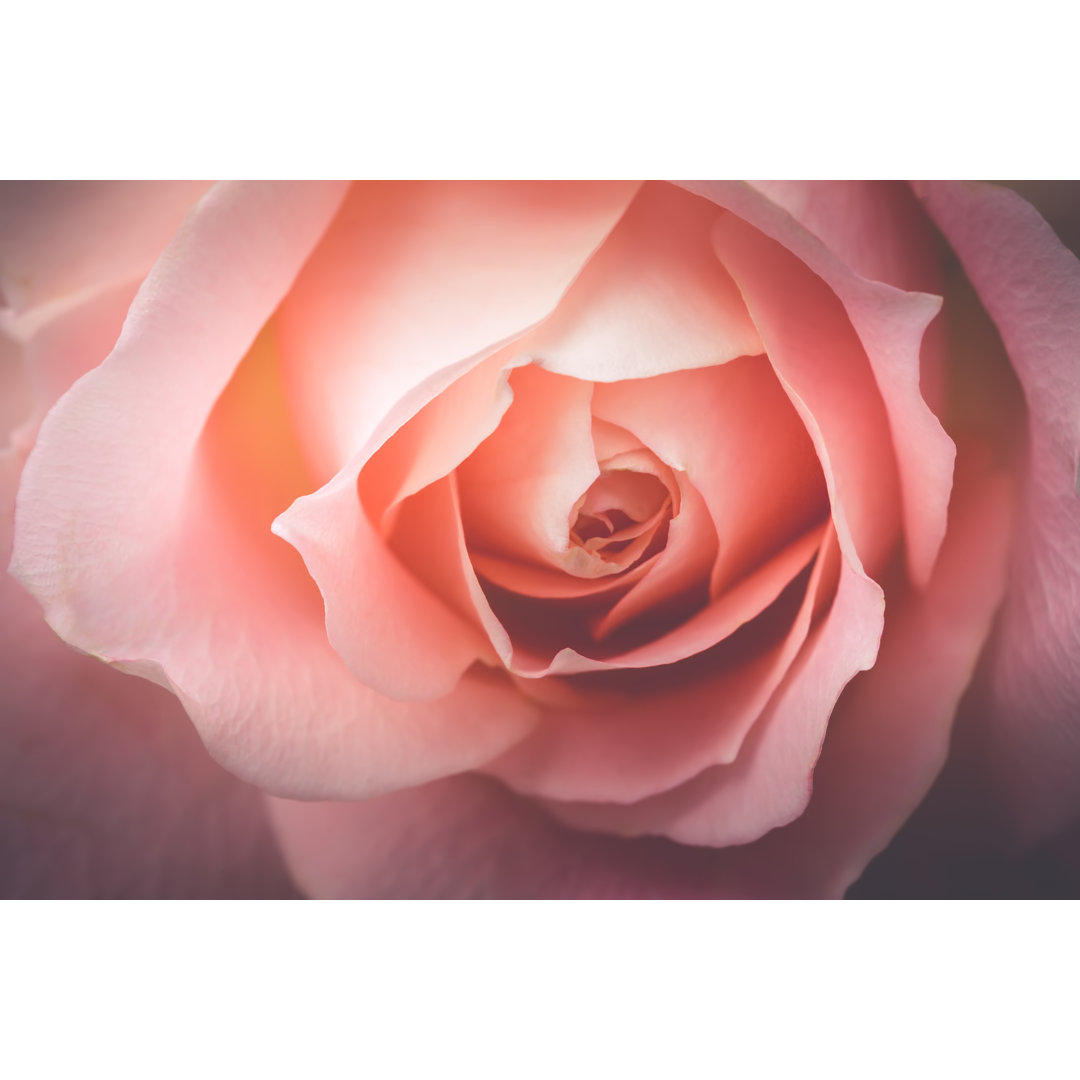 Closeup of Pink Rose von Wichits - Wrapped Canvas Photograph