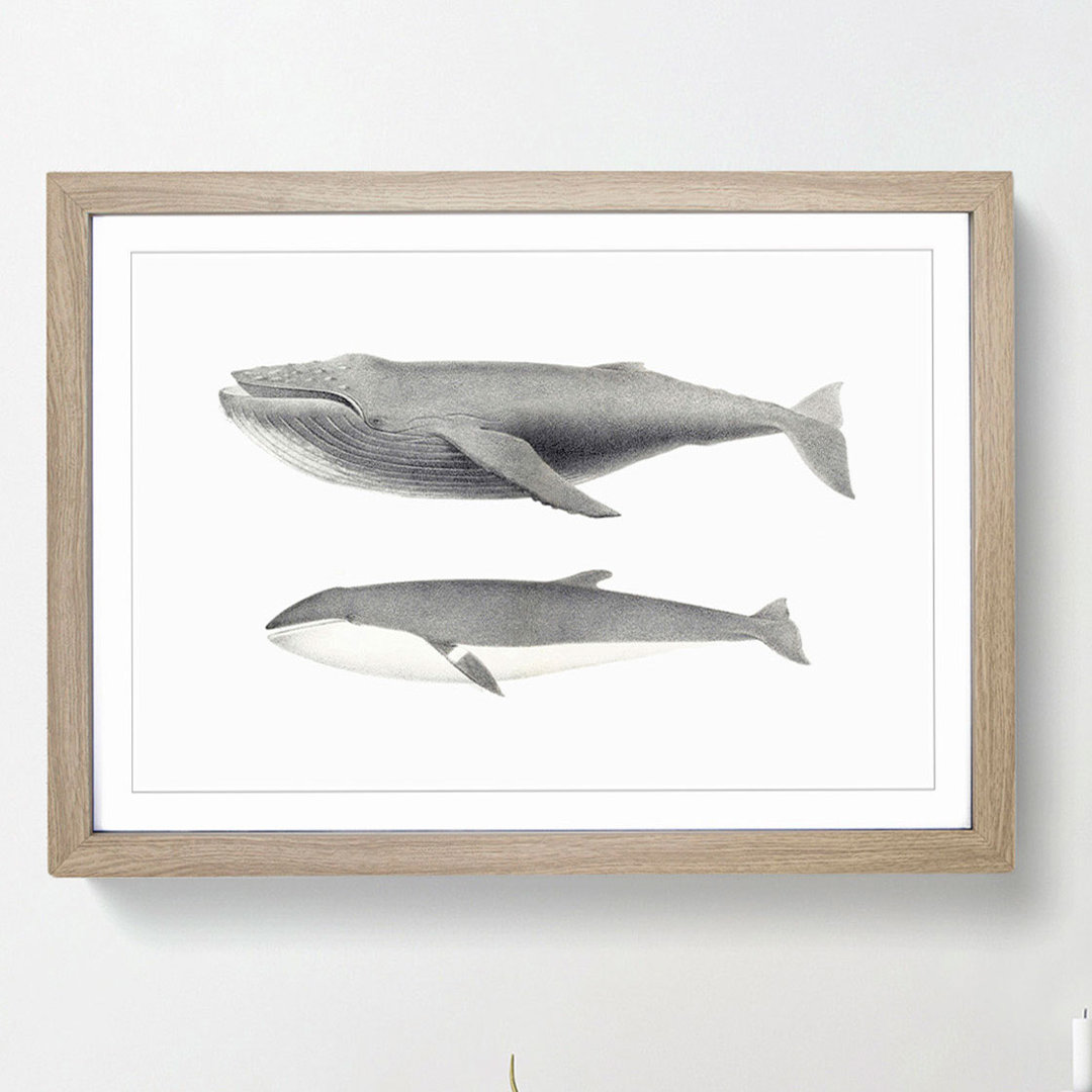 Humpback & Minke Whale by C.M. Scammon - Framed Print