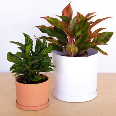 Modern Plastic Indoor/Outdoor Round Planter with Saucer