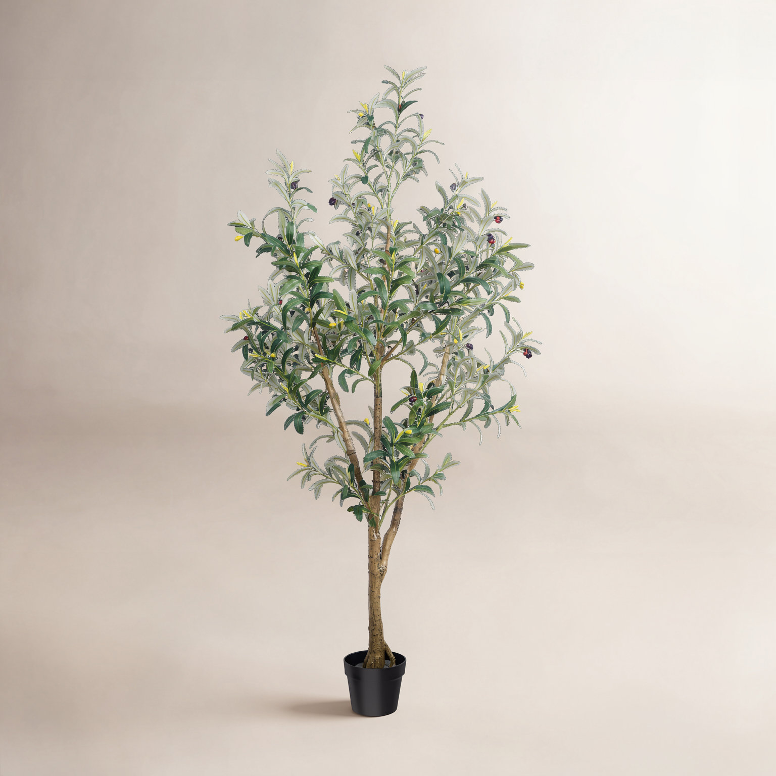 Olive Tree, 62.96" H x 27.56" W x 27.56" D
