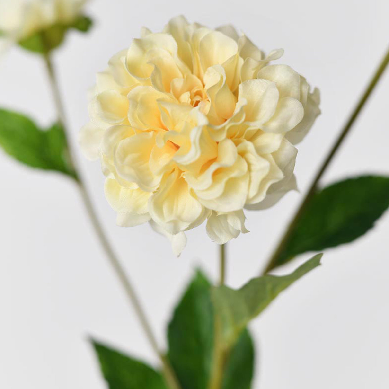 Audet Peony Stems, Yellow