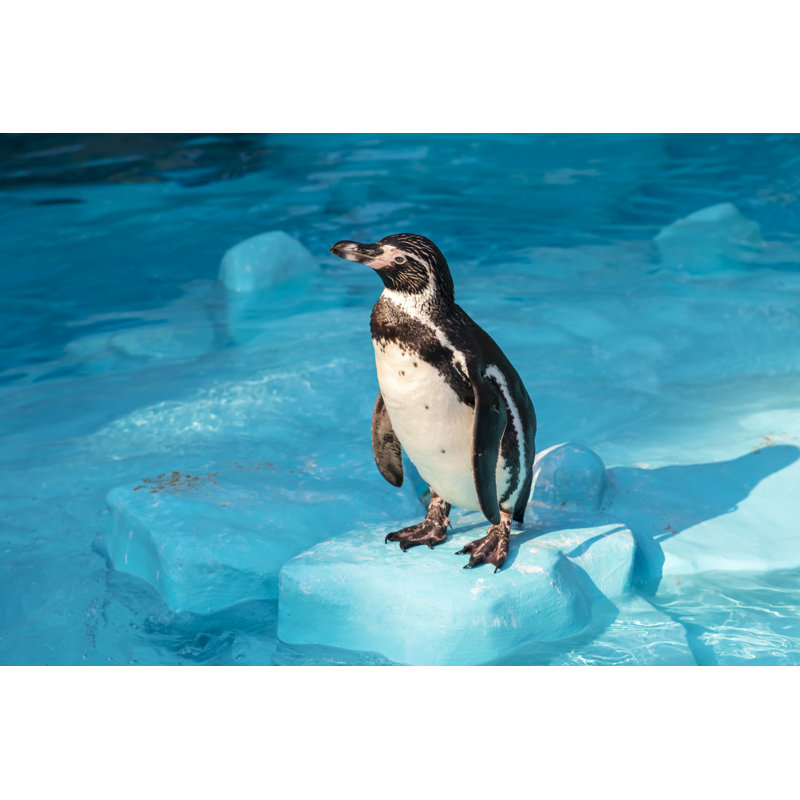 Pingouin Humboldt - photographie sur toile tendue, H 12 po x l 18 po