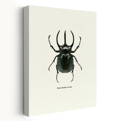 Beetle Black  Animals Insects Art