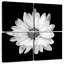 Harnek BW - marguerite blanche