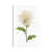 White Blossom IV by Stellar Design Studio - Gallery-Wrapped Canvas Giclée on Canvas-218788701-218788679