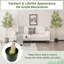 182cm Faux Maple Tree in Vase