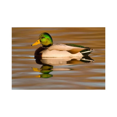 Mallard Swimming, Kellogg Bird Sanctuary, Michigan by Steve Gettle - Wrapped Canvas Print