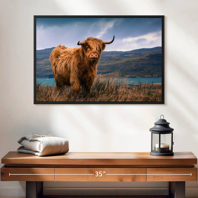 Grande vache Highland de Brampt, H 17 po x l 25 po
