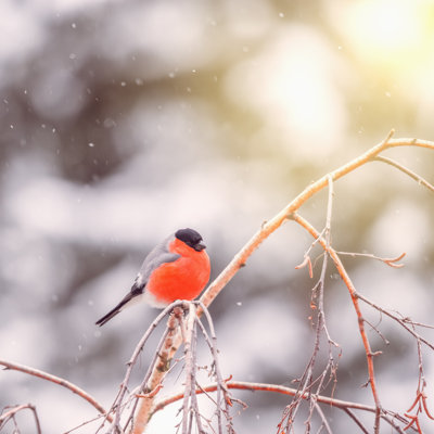 Bullfinch On The Tree by Serjio74 - Wrapped Canvas Print