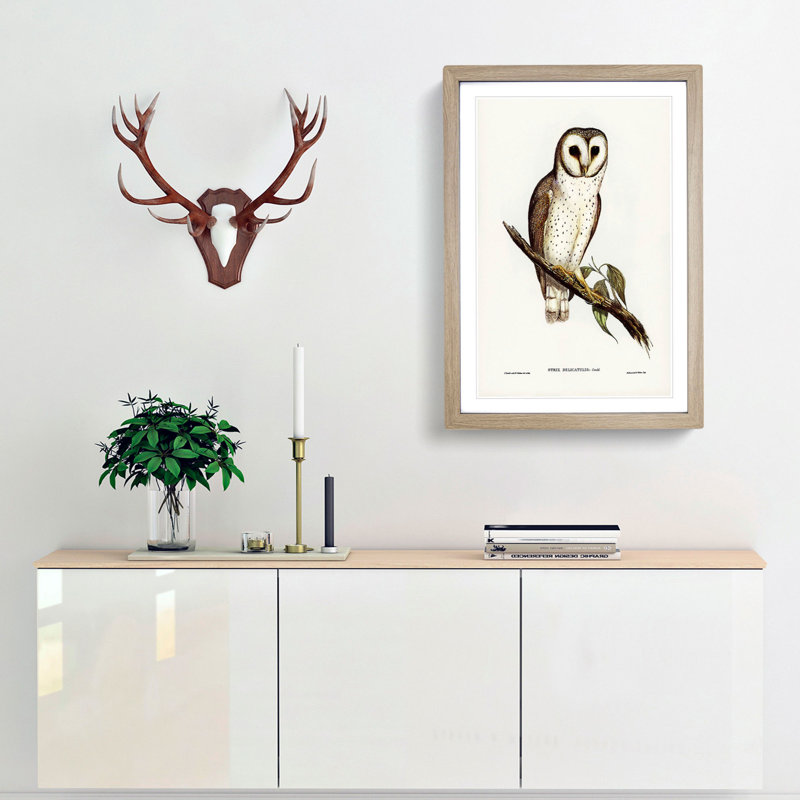 Delicate Owl by Elizabeth Gould - Picture Frame Painting Print, Oak Framed, 65cm H x 48cm W x 2cm D