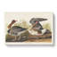 White Fronted Goose by John James Audubon - Wrapped Canvas-55300966