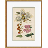 Curtis's Botanicals Giclee Print by Soicher Marin Archives