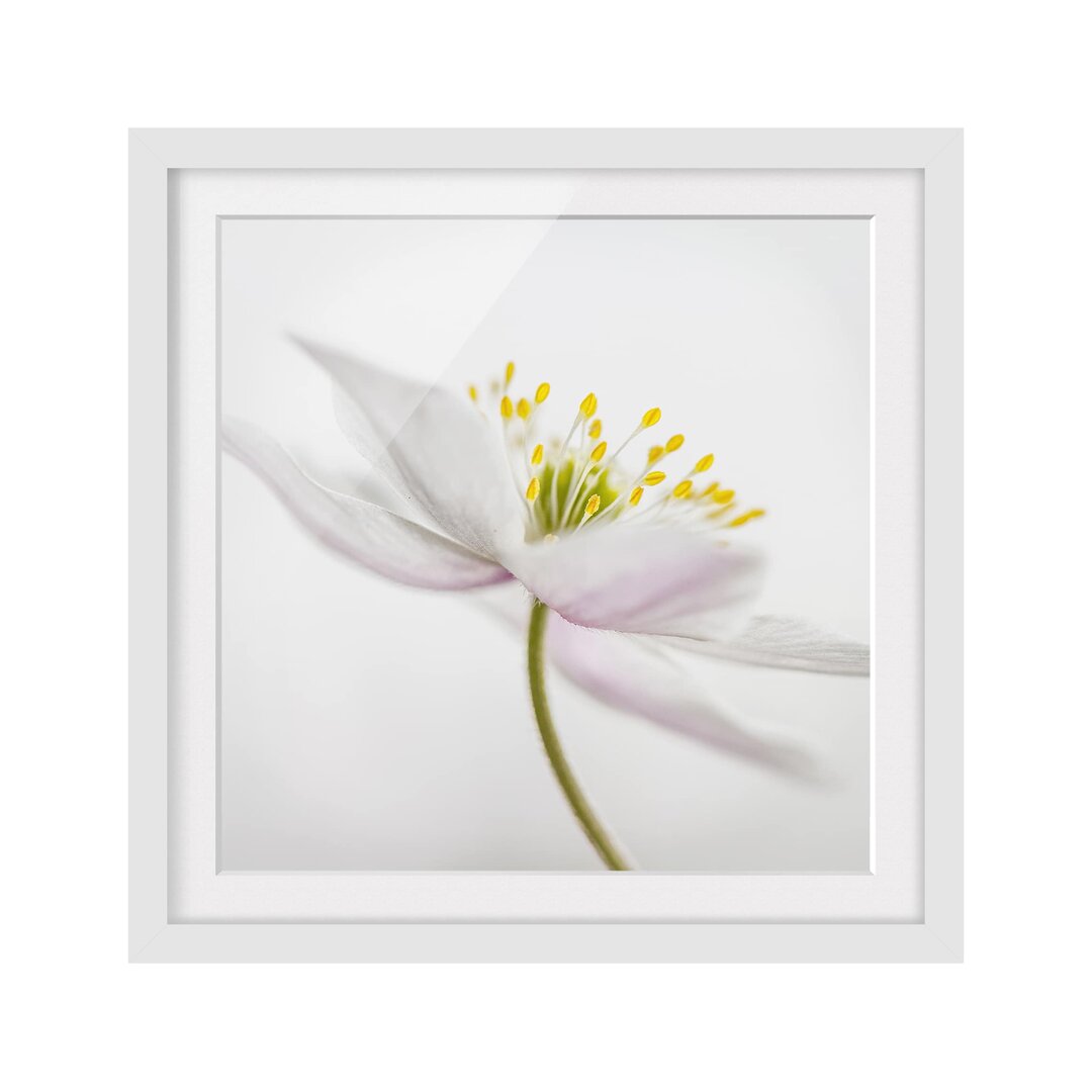 Gerahmtes Poster Anemone