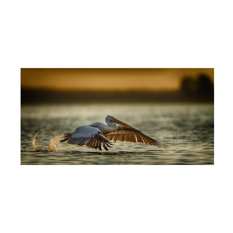 Baris Akpinar Pelican Take Off2 Canvas Art, H 10 po x l 19 po