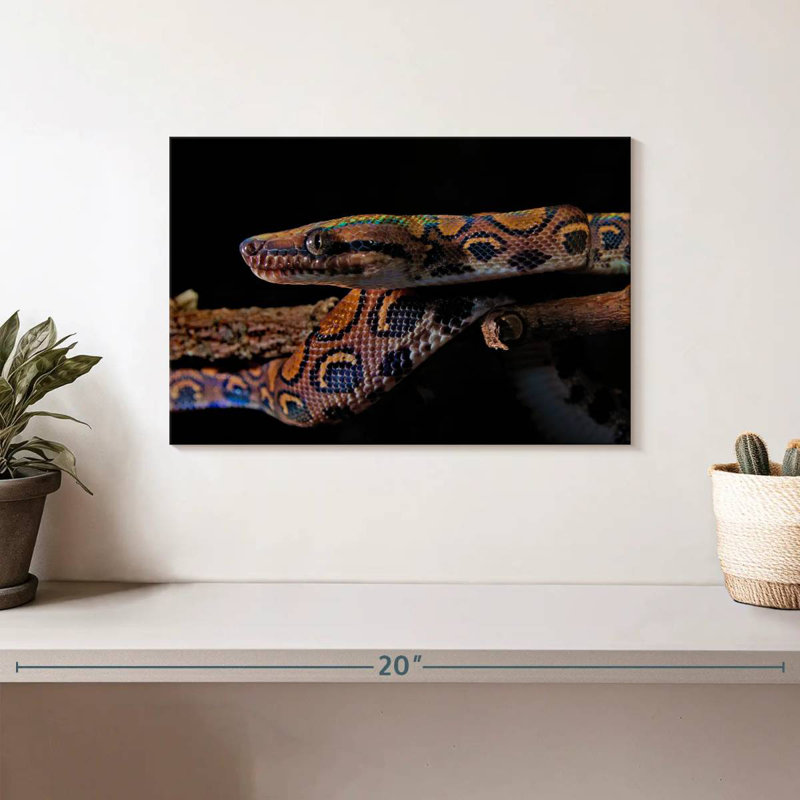 Brampt Rainbow Boa Snake, 8" H x 12" W