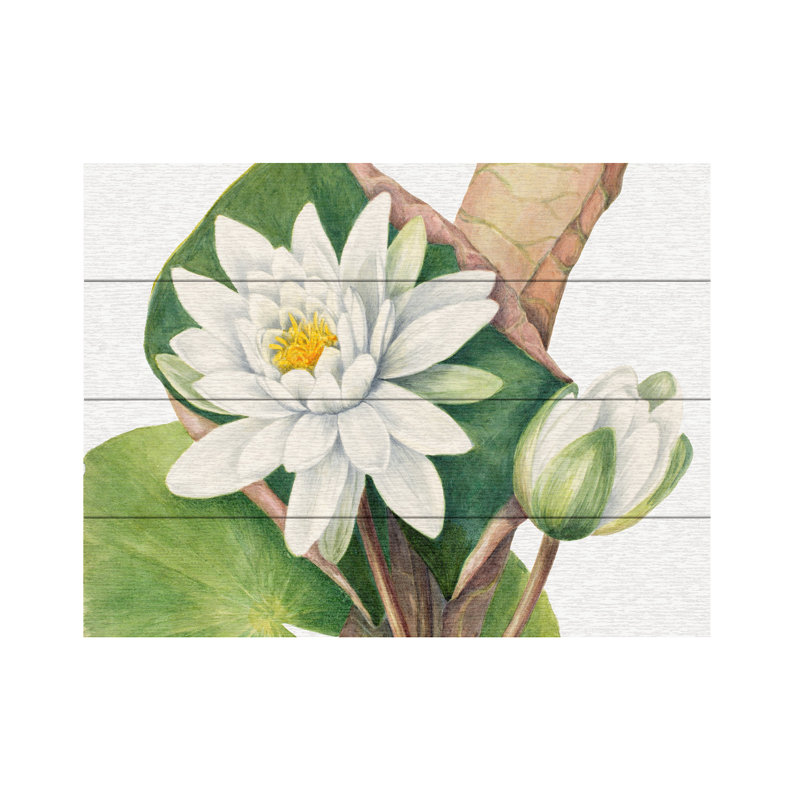 Mary Vaux Walcott American Waterlily Wood Slat Art, H 12 po x l 16 po