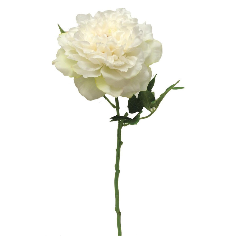Tige de pivoine, H 23,5 po x l 6 po x P 6 po, Crème