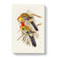 Splendid Parakeets by Elizabeth Gould - Wrapped Canvas-55318628