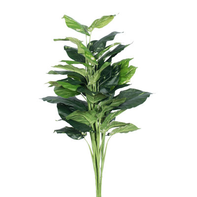 Pothos