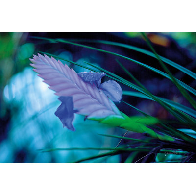 «Mystic Garden» par Ed Goldstein