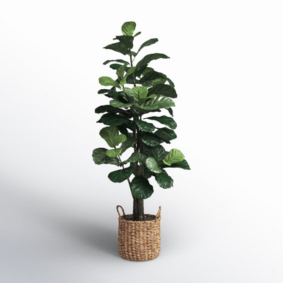 Fiddle Leaf Fig Tree with Basket